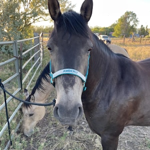 Pode incluir: Um cavalo castanho escuro usa um cabresto turquesa e branco com o nome AMBERLY impresso em letras escuras na focinheira. O cavalo está num espaço exterior com uma vedação metálica e outro cavalo de cor clara a pastar nas proximidades.
