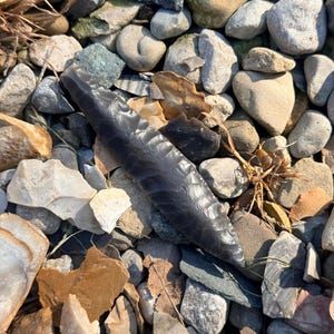 May include: A dark gray, flaked stone arrowhead lies among a bed of various-sized rocks and pebbles. The arrowhead is long and slender, with a sharp point and a textured surface. The rocks are in shades of gray, brown, and tan.