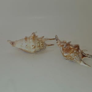 May include: Two seashells with intricate, textured surfaces and elongated spines. One shell is primarily cream-colored with brown markings, while the other is a mix of brown and cream. The shells are set against a plain white background.