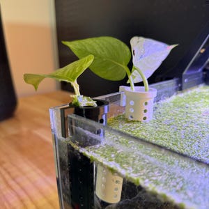 May include: A black and a white plastic plant holder mounted on the edge of a glass aquarium. Each holder contains a small green and white plant cutting with roots extending into the water. The holders feature a cylindrical design with holes.
