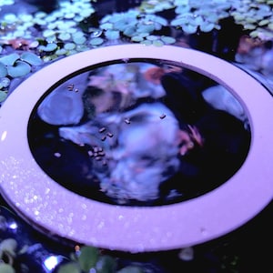 Op de afbeelding: Een close-up van een wit, cirkelvormig object met een donker centrum, omringd door water en kleine groene planten. Het wateroppervlak reflecteert licht, waardoor een glinsterend effect ontstaat. Het object lijkt decoratief.