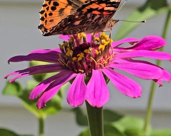 Butterfly on Pink Zinnia Flower Photography (Digital Download)