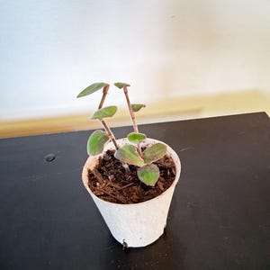 May include: A small potted plant with green and purple leaves. The plant is in a white, textured pot filled with soil. The pot sits on a black surface, with a white wall in the background.