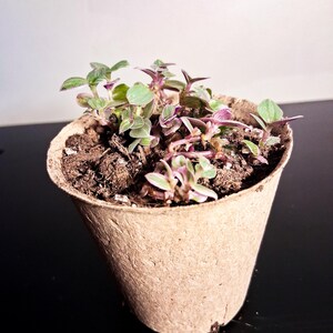 May include: A small potted plant with green and purple leaves. The plant is in a brown, biodegradable pot filled with soil. The leaves have a mix of green and purple hues, creating a vibrant contrast. The pot sits on a dark surface.