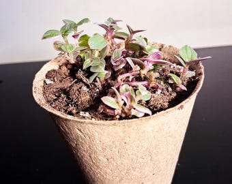 Callisia Repens Pink Panther in 2 inch pot