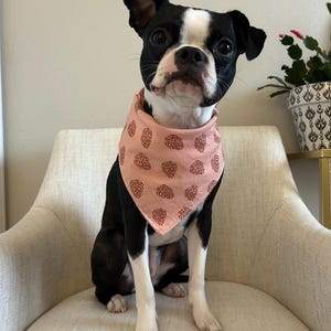 May include: A Boston Terrier dog wearing a pink bandana with a repeating brown pattern of pinecones. The dog is black and white and is sitting on a cream-colored chair.