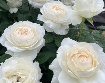 Princess Miyuki | Japanese Florist Shrub Rose | Own root in 6 inch pot