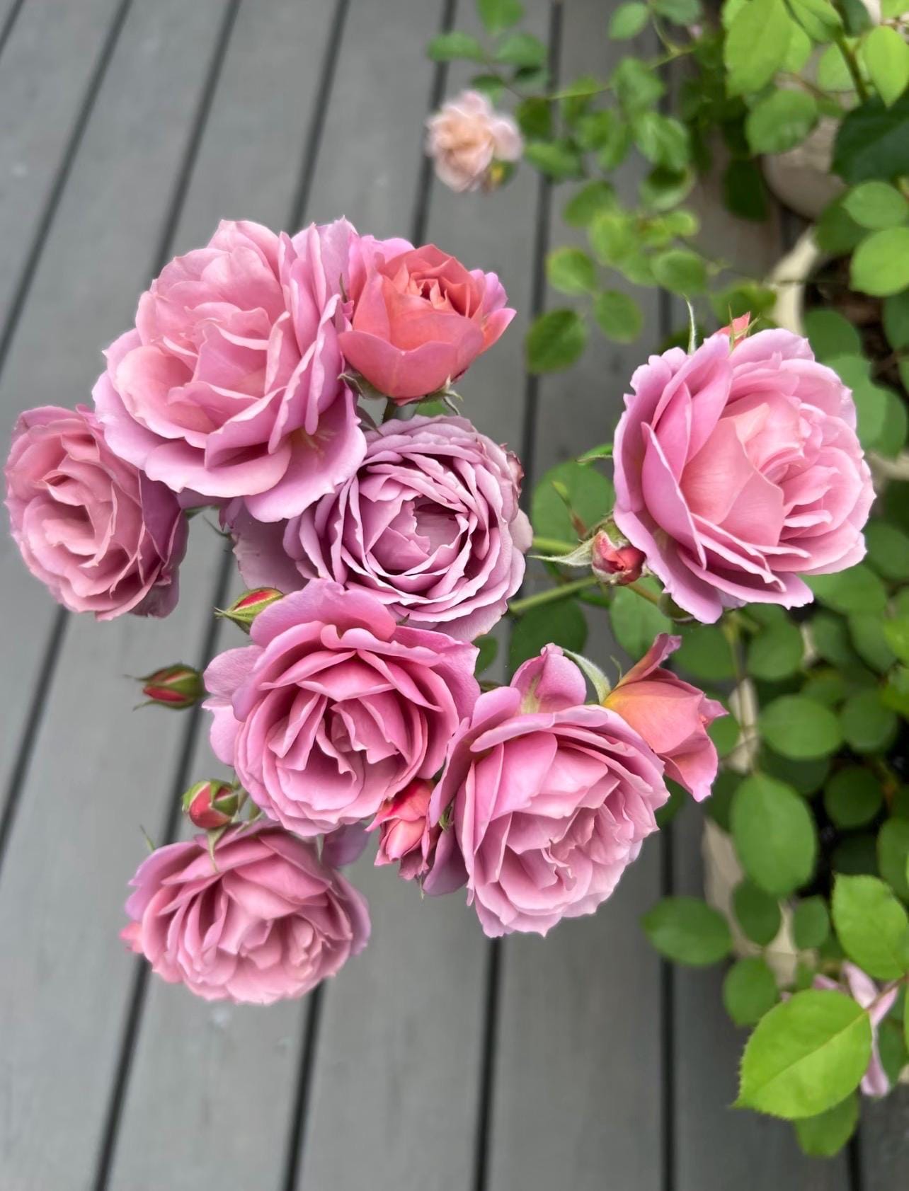 Wabara Roses - Etsy