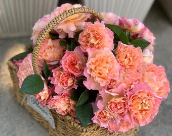Augusta Luise | German Floribunda Shrub Rose | Own root in 1 gallon pot