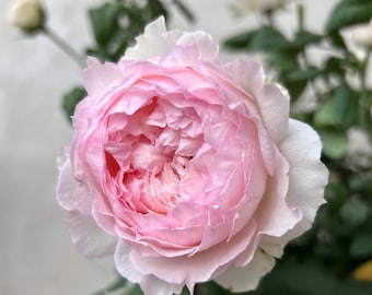 M-Perzik (rose pêche) | Rosier arbustif du Japon | Propre racine dans un pot de 1 gallon