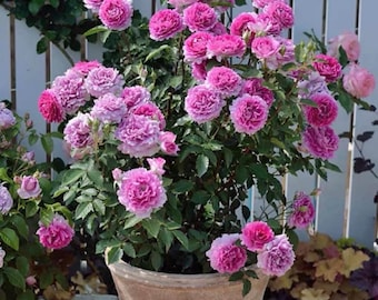 Scheherazade | Japanese Shrub Rose | Own root