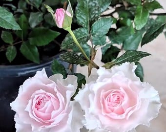 Mon Coeur 我的心モン クゥール Fragrance. Japanese Rose Continue