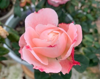 Rosal arbustivo japonés Princess Sakura / Rosa de raíz propia en maceta de 15 cm
