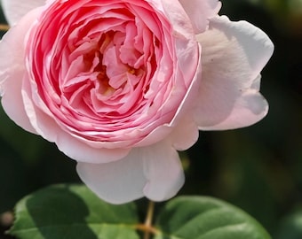 AUSham | English Shrub Rose | Own root in 6” pot