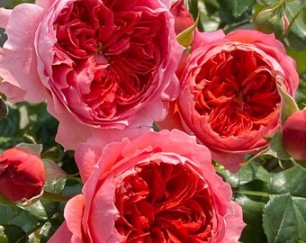 Cinnabar Bowl / Rosa arbustiva cinese / Radice propria in vaso da 2 galloni, alta oltre 60 cm