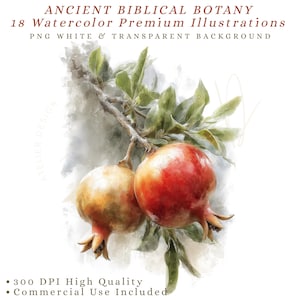 May include: Watercolor illustration of two pomegranates on a branch with green leaves. The pomegranates are red and yellow, with a textured appearance. The image includes text that reads "ANCIENT BIBLICAL BOTANY" and "18 Watercolor Premium Illustrations".