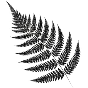 May include: A black fern frond against a white background. The fern has a central stem with numerous leaflets arranged along its length. The leaflets are finely detailed, creating a textured appearance. The image is a high-contrast, graphic representation of the plant.