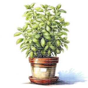 Peut inclure: Illustration détaillée d'une plante aromatique en pot avec des feuilles vertes vibrantes. La plante est dans un pot de couleur terre cuite avec une soucoupe assortie. L'image est sur fond blanc, soulignant l'aspect frais de la plante.