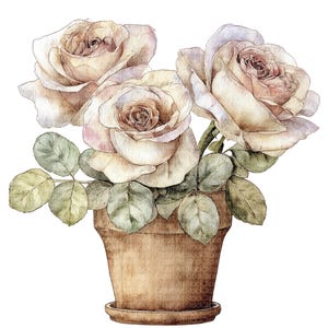 Pode incluir: Ilustração em aquarela de três rosas creme em um vaso de terracota marrom. As rosas têm uma estética suave e vintage com pétalas delicadas e folhas verdes. O vaso fica em um pires correspondente.