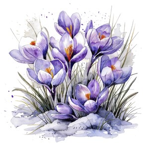 Peut inclure: Illustration à l'aquarelle de fleurs de crocus mauves avec des centres jaunes et de l'herbe verte. Les fleurs sont en pleine floraison, avec des pétales délicats et des ombres détaillées. Le fond est blanc avec de subtils lavis d'aquarelle.