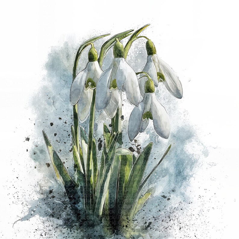 17 Snowdrop Watercolor Clipart JPG | White Spring Flowers, Botanical ...
