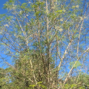 Fresh hand picked & dried Moringa Leaves. No pesticides or chemical fertilizers.