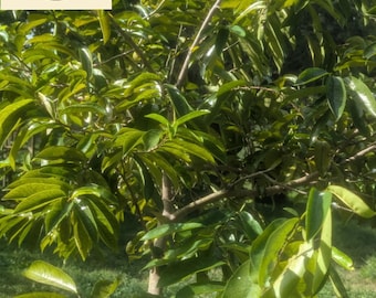 Handpicked & Dried Soursop Leaves – 0.5 oz (Florida Grown, Small Batch)