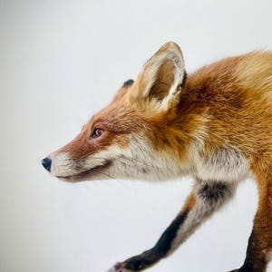 Taxidermia Fuchs