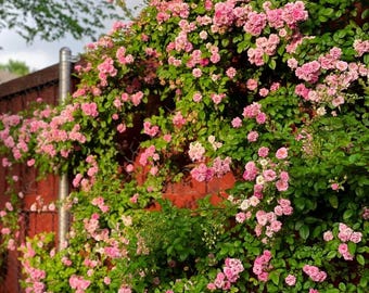 Peggy Martin Climbing Rose, Fragrant Pink Clusters, Thornless, Cottage Garden Plant