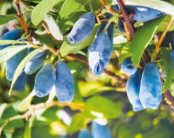 Maxine's Opus Honeyberry Bush, Live Edible Fruit Shrub, Sweet Haskap Berry Plant