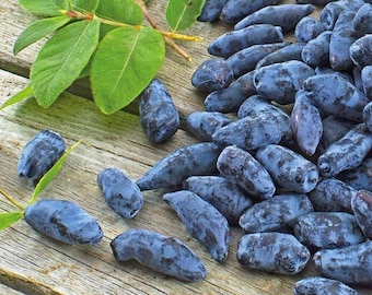 Kawai Honeyberry Bush, Live Fruit, Cold Hardy Haskap Berry, Easy Grow Shrub