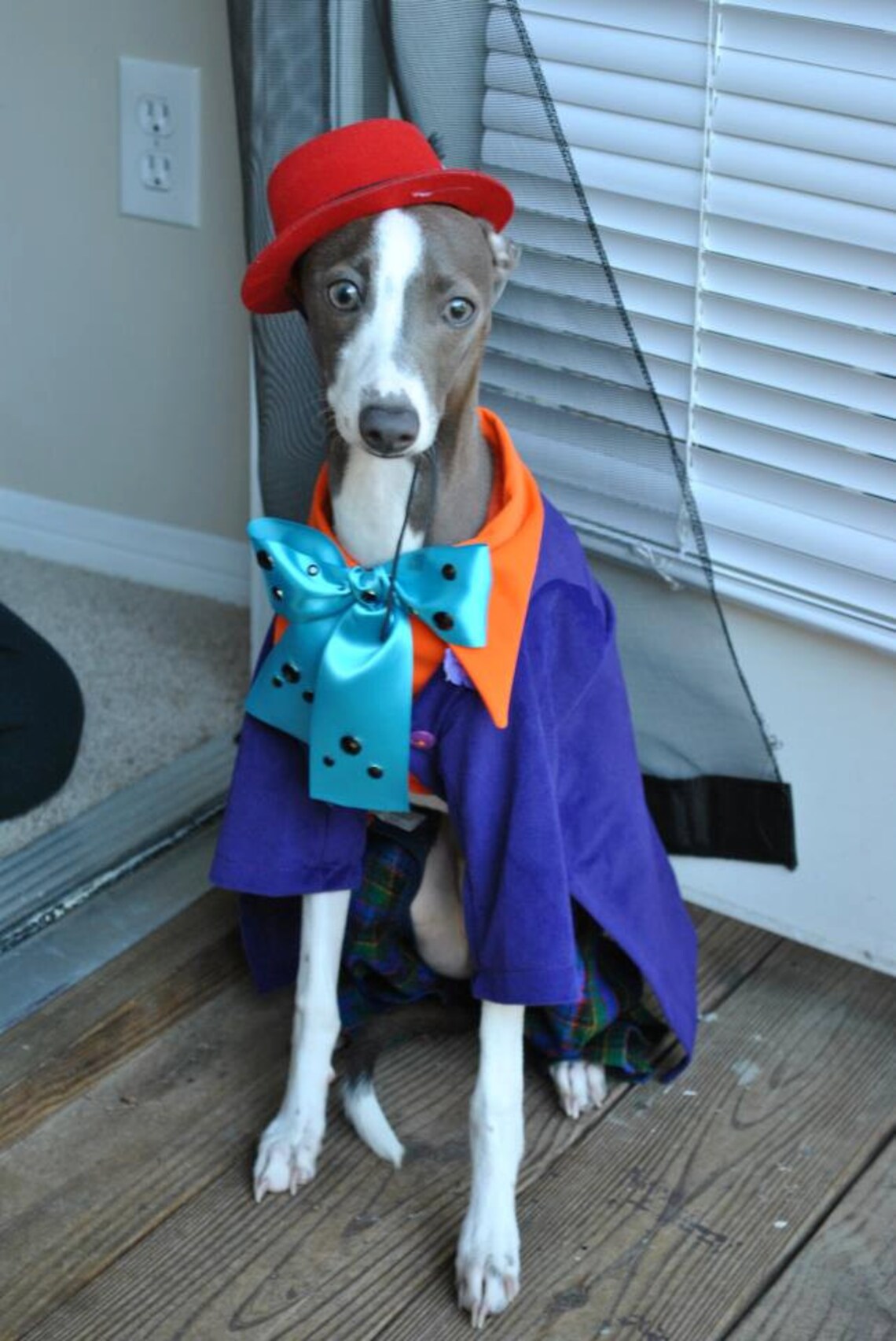 Special order handmade pet costume the joker Dog Etsy