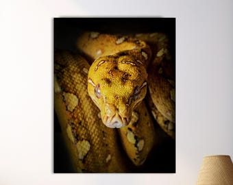 May include: A rectangular wall art print featuring a close-up of a yellow and brown patterned snake with a dark background. The snake is coiled with its head facing forward, displaying detailed scales and distinct markings across its body.