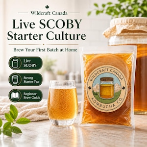 Live Kombucha SCOBY Starter Kit – Starkt startte och nybörjarguide