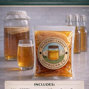 Cultura inicial de kombucha viva – SCOBY confiável para fermentação caseira