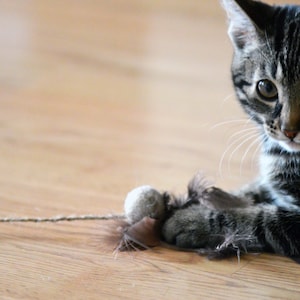 Cat toy / Kitten toy / Cat teaser toy - wool ball with feathers