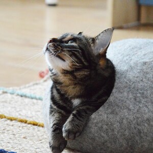 May include: A tabby cat with white markings is looking up while resting inside a gray felt cat bed.