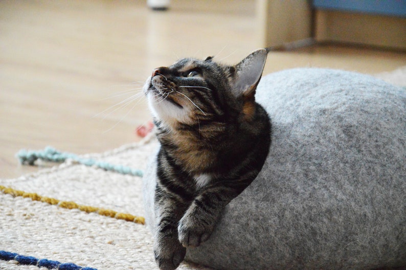 May include: A tabby cat with white markings is looking up while resting inside a gray felt cat bed.
