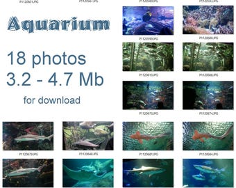 Sharks and fishes in aquarium. 18 photos for download: Nurse sharks. Blacktip reef. Sand tiger. Stingray. Coral Fish. Bannerfish. Zebrasoma