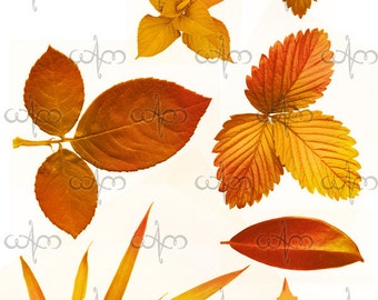 Autumn Leaves Clip Art Graphic Design Pattern for your art projects