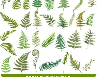 May include: A collection of various green fern leaf illustrations in different shapes and sizes, including curled fiddleheads and detailed fronds. The text at the bottom reads FERN SVG BUNDLE AI-EPS-JPG-PNG-SVG.