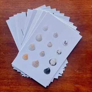 10 - 4x6 Shell Postcards | Coastal Photography | Nature Art Stationery Gift Set