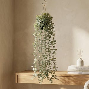May include: A hanging plant with long, trailing stems and small, rounded, sage-green leaves. The plant is suspended from a metal hook by thin wires. The foliage is dense at the top and cascades downward in multiple strands, creating a full appearance.