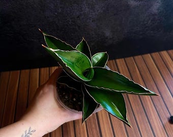 4" Sansevieria Ehrenbergii