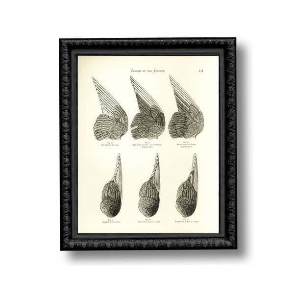 Bird Wings Educational Chart Vintage Style Art Print Natural History Feather Feathers Anatomy