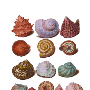 Shells Nautical Vintage Style Art Print Beach House Decor Shell Collector Beach Comber Red Orange Green