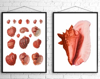 Shells Red Orange Nautical Art Print Set Natural History Beach House Decor Beachcomber