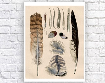 Feathers Large Educational Chart Vintage Style Art Poster Print Natural History Feather Bird Anatomy Blue Brown Woodland