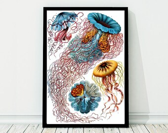 Jellyfish Blue Pink Nautical Vintage Style Art Print Beach House Decor Ernst Haeckel