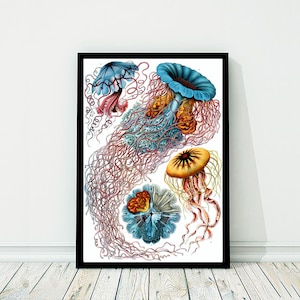 Jellyfish Blue Pink Nautical Vintage Style Art Print Beach House Decor Ernst Haeckel